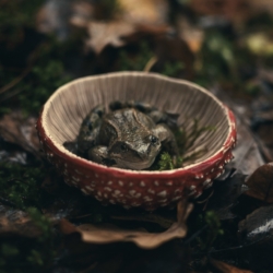 Мухоморная полочка 86🍄🌿